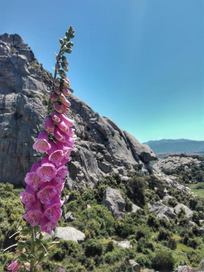 Agriturismo La Vigna Tempio Pausania Kültér fotó