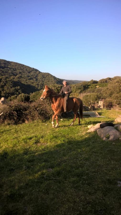 Agriturismo La Vigna Tempio Pausania Kültér fotó